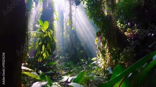 Movement of light and shadows in a vibrant rainforest