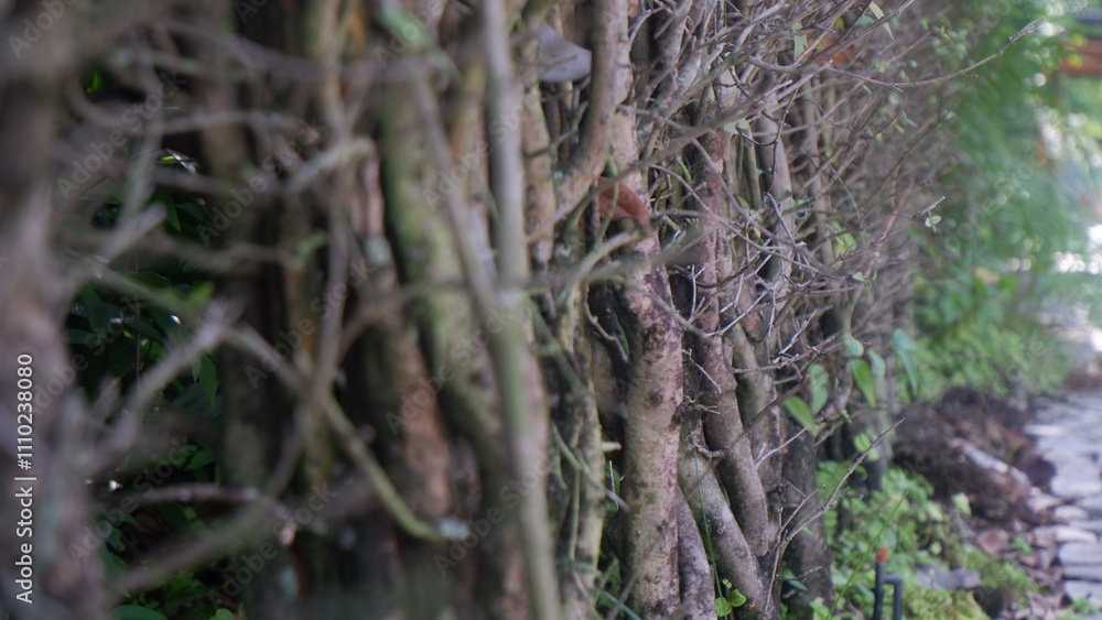 Several big and small branches standing in lines like a wall Several big and small branches standing in lines like a wall