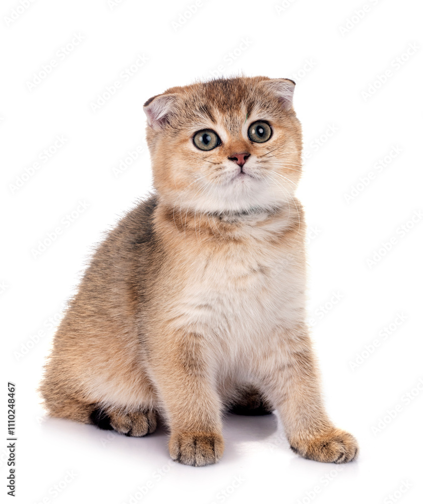 Obraz premium scottish fold kitten in studio