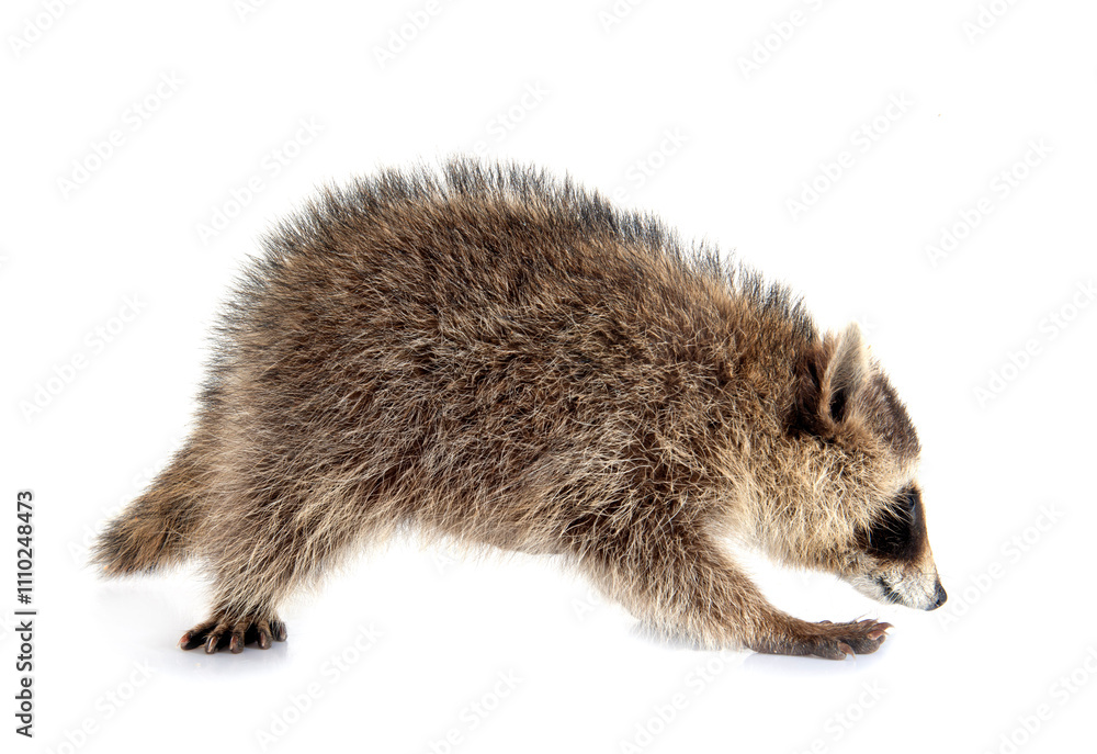 Naklejka premium young raccoon in studio