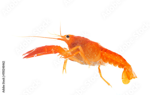 red crayfish photo