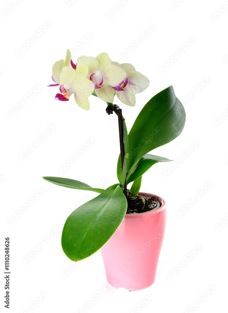 Phalaenopsis in studio Phalaenopsis in studio