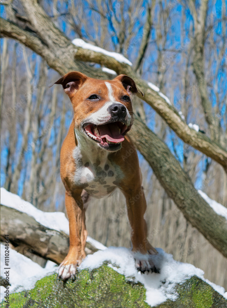 staffordshire bull terrier staffordshire bull terrier