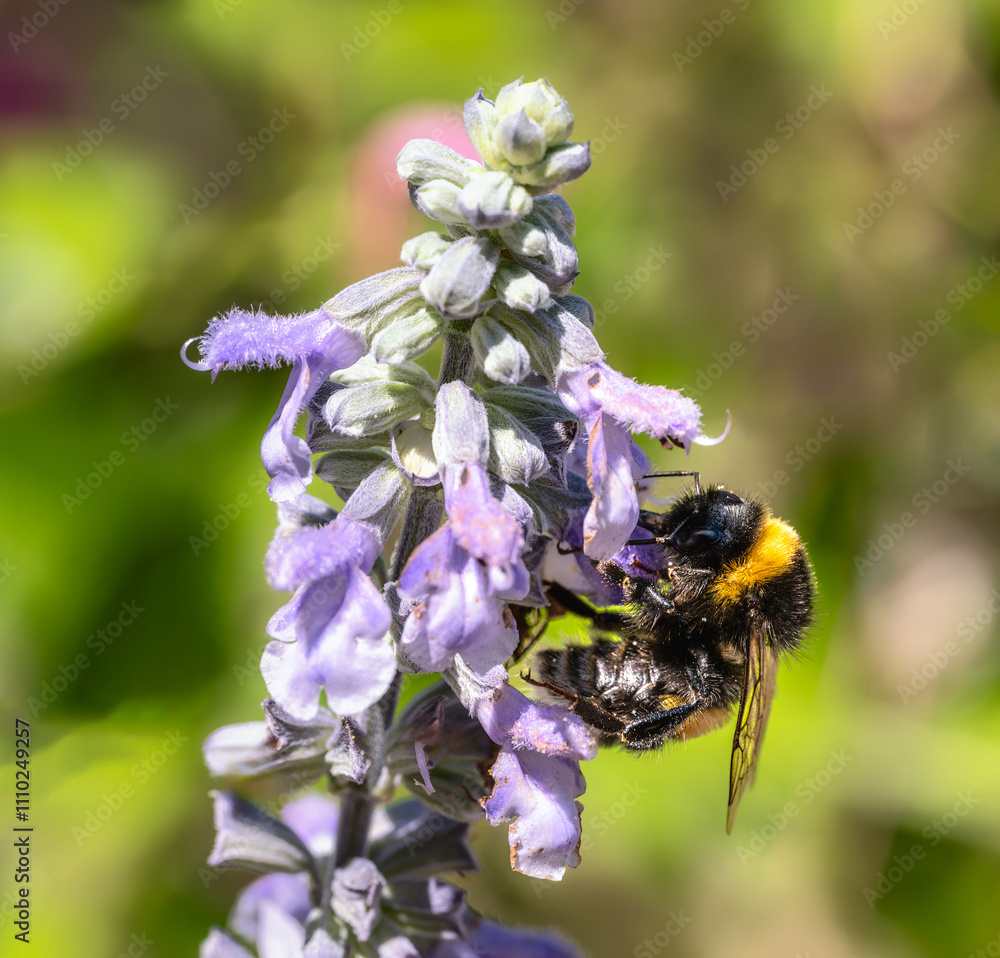 Bumblebee pollinating on a purple sage flower