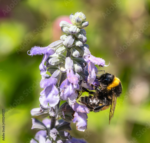 Obraz na płótnie Bumblebee pollinating on a purple sage flower w salonie