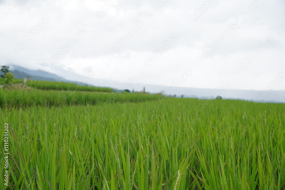 A panoramic view of a lush green rice field stretching towards distant mountains under a cloudy sky. A panoramic view of a lush green rice field stretching towards distant mountains under a cloudy sky.