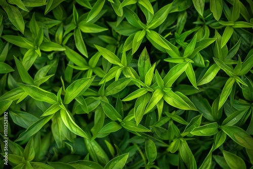 Tarragon texture background, estragon leaf banner, Artemisia dracunculus pattern, fresh herbal leaves