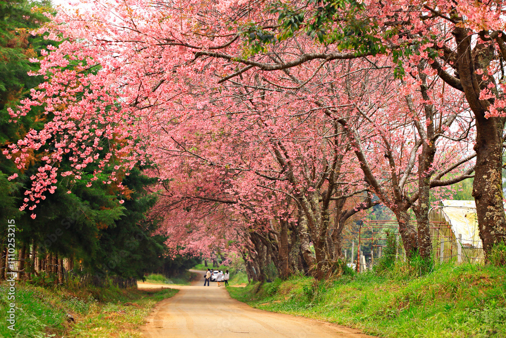 Naklejka premium Wild himalayan cherry blooming at Khun Wang Royal Project in Chiang mai Province, Thailand 