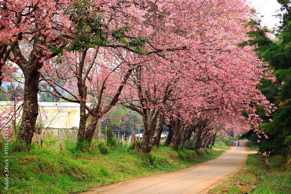 Wild himalayan cherry blooming at Khun Wang Royal Project in Chiang mai Province, Thailand Wild himalayan cherry blooming at Khun Wang Royal Project in Chiang mai Province, Thailand
