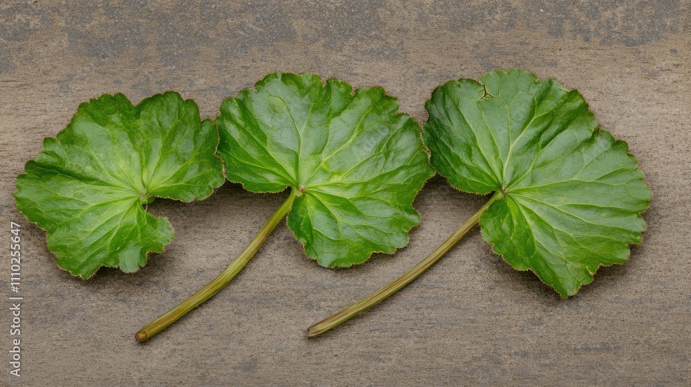 Fototapeta premium Natural herbal remedies featuring fresh gotu kola leaves known for their therapeutic benefits in alternative medicine practices.
