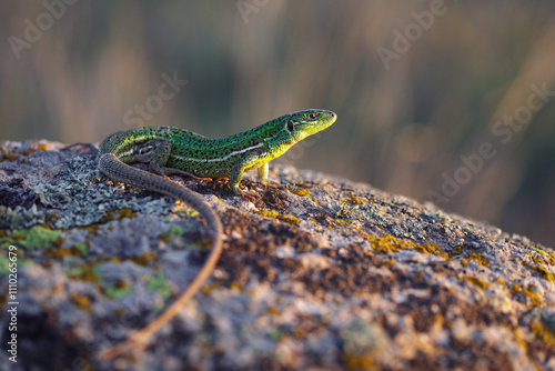 East Aegean Green Lizard (Lacerta diplochondrodes dobrogica) female photo