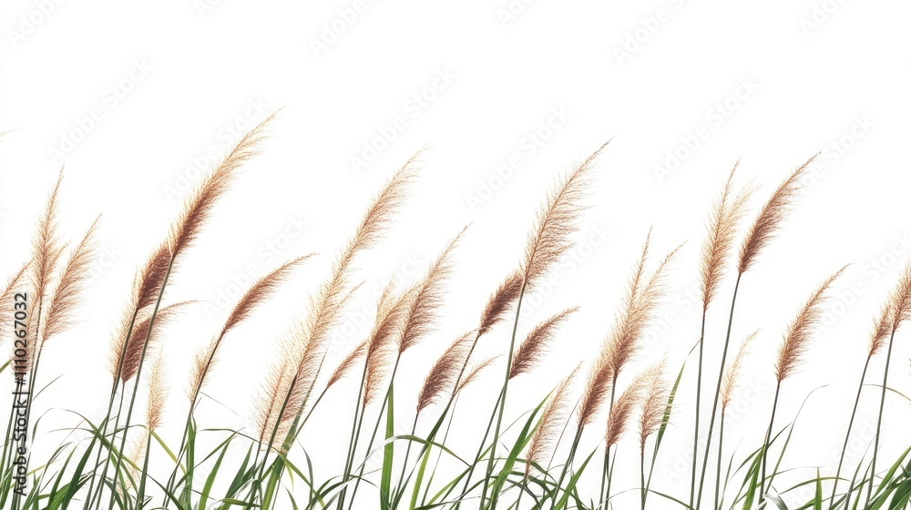 Close up of soft grass blades swaying in a meadow with delicate tufts against a clean white background for a serene natural aesthetic Close up of soft grass blades swaying in a meadow with delicate tufts against a clean white background for a serene natural aesthetic