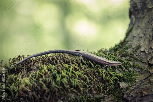 European copper skink (Ablepharus kitaibelii) photo