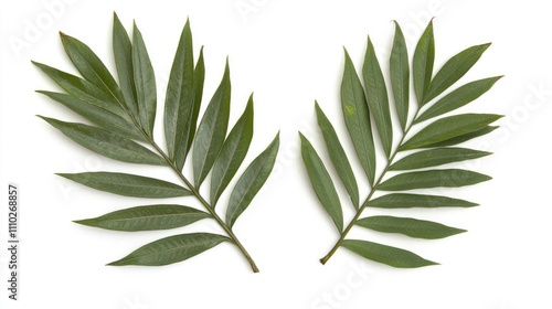 Chamaedorea palm leaves arranged on a white background perfect for botanical designs and nature themes