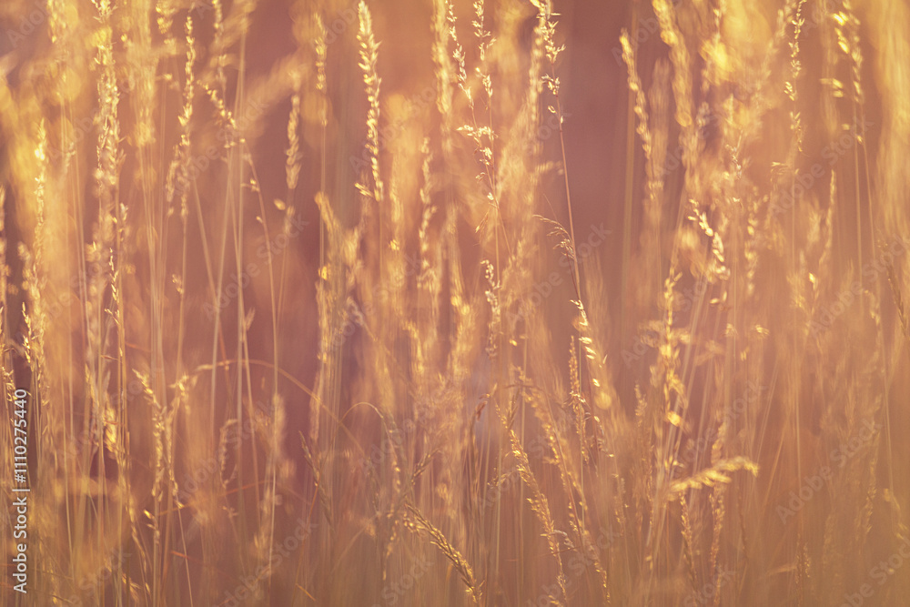Blades of grass backlit by the setting sun Blades of grass backlit by the setting sun