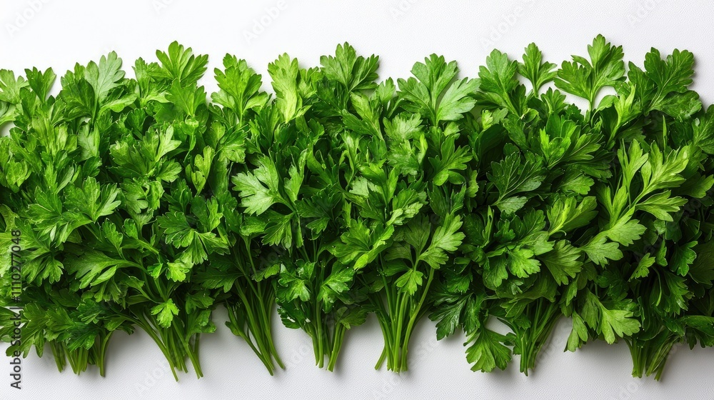 Obraz premium Fresh parsley bunches arranged neatly on a clean white background highlighting vibrant greenery and culinary freshness