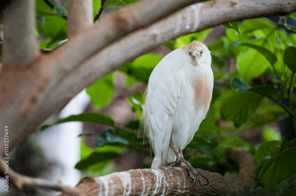 Weißer Paradiesvogel. Greifvogel auf einem Ast Weißer Paradiesvogel. Greifvogel auf einem Ast