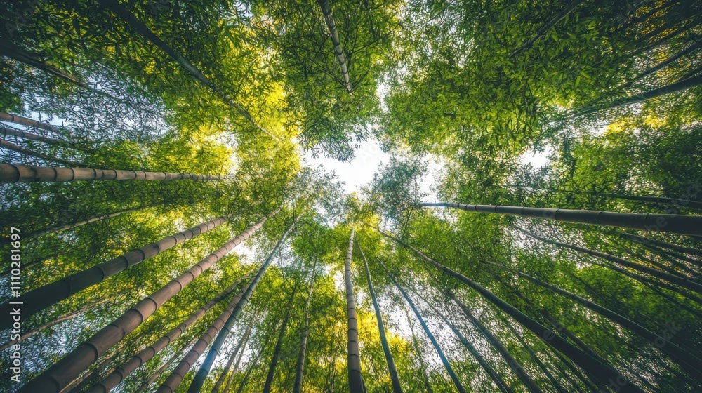 View of a lush bamboo forest canopy with sunlight filtering through vibrant green leaves during midday View of a lush bamboo forest canopy with sunlight filtering through vibrant green leaves during midday