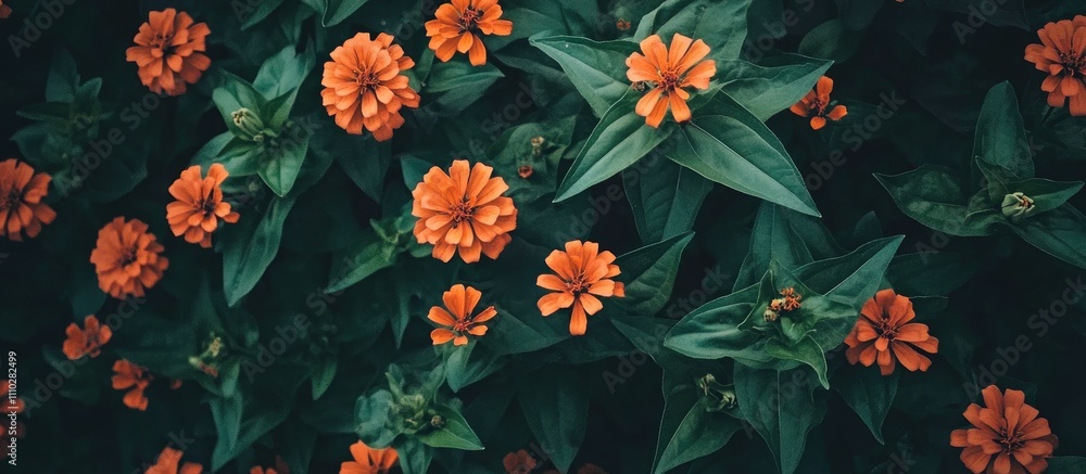 Vibrant orange zinnia flowers blooming in a lush green garden providing rich textures perfect for backgrounds and nature-themed designs Vibrant orange zinnia flowers blooming in a lush green garden providing rich textures perfect for backgrounds and nature-themed designs