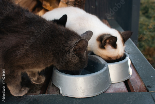 Photography Feeding three homeless cats