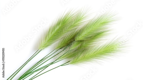 Green wild grasses arranged creatively on a white background showcasing nature's beauty and vibrant colors for design and decor purposes.