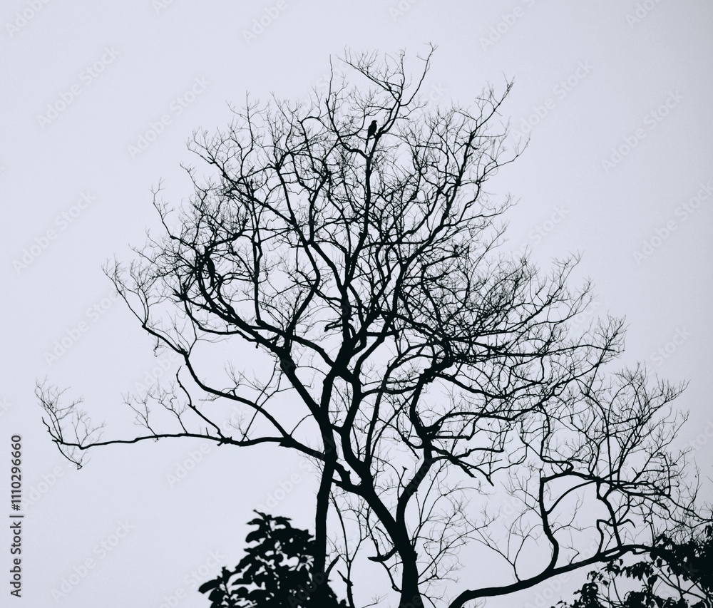 The tree and the solitary bird The tree and the solitary bird