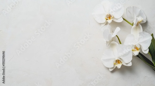 Delicate white orchid branch elegantly positioned on a minimalist white background showcasing natural beauty and tranquility.