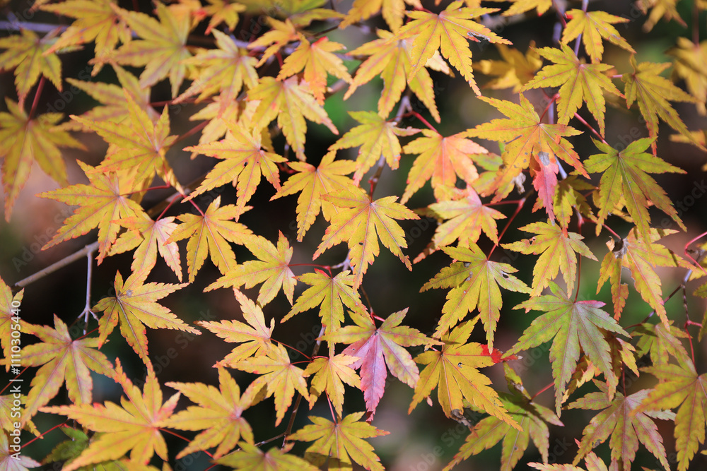 Fototapeta premium autumn leaves background