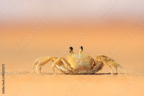 Atlantic ghost crab (Ocypode quadrata) is a species of ghost crab, French Guiana. photo