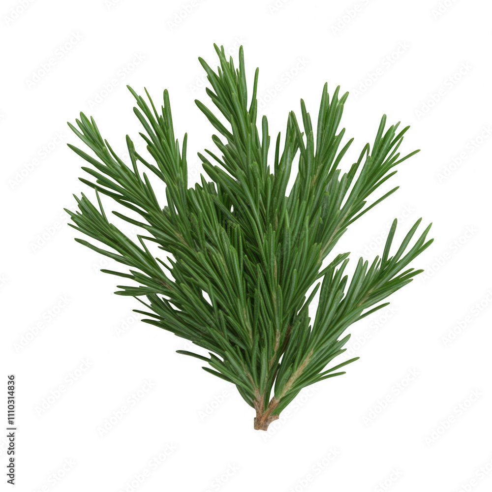 A green leafy plant with a long stem Transparent Background A green leafy plant with a long stem Transparent Background