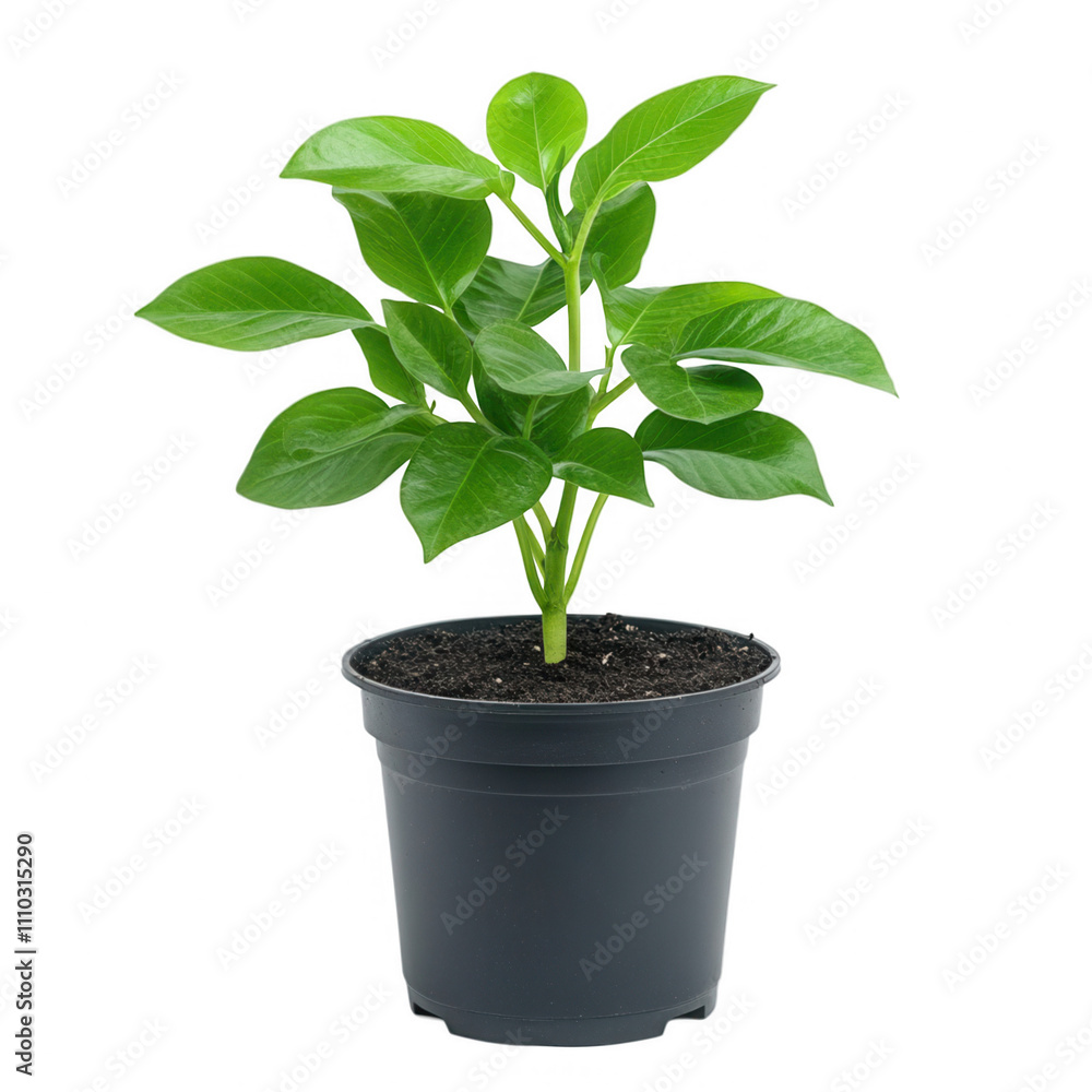 A small plant is in a black plastic pot Transparent Background A small plant is in a black plastic pot Transparent Background