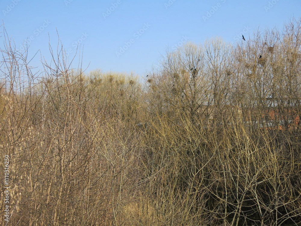 Rooks nest in willow branches on the river bank Rooks nest in willow branches on the river bank