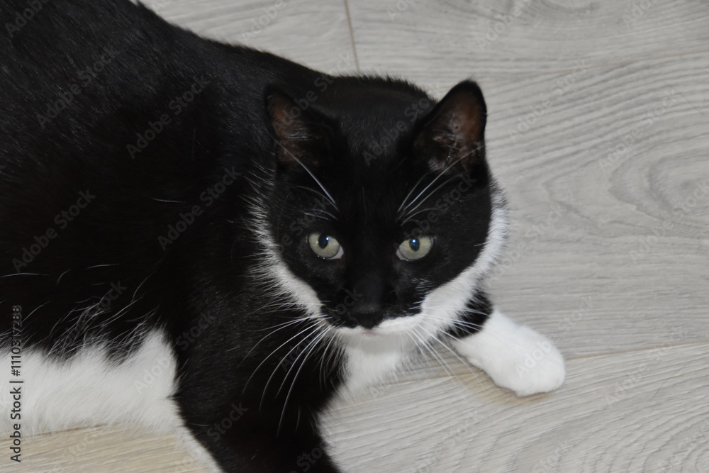 Obraz premium This is a black-white and cute house cat.