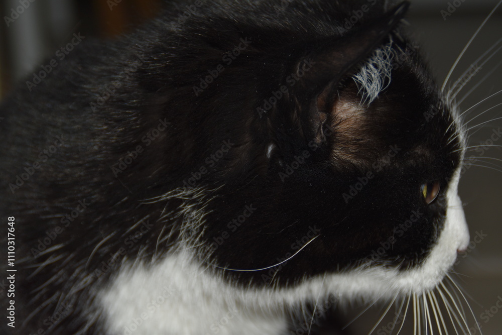 Fototapeta premium This is a black-white and cute house cat.