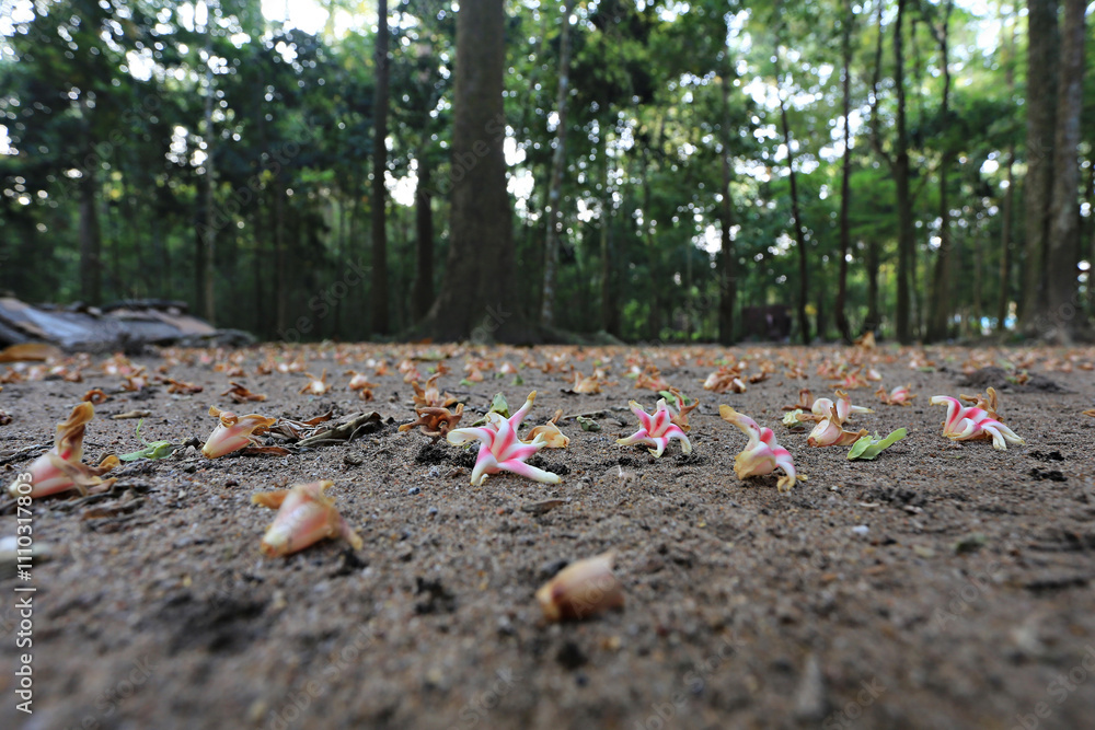 Giant Dipterocarpus alatus Forest at Ao Siam National Park in Bang saphan. Prachuap Khiri Khan Province, Thailand 