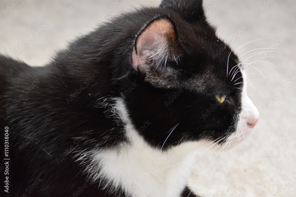 Fototapeta premium This is a black-white and cute house cat.