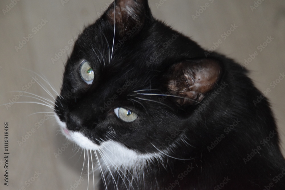 Fototapeta premium To czarno-biały, uroczy kot domowy.