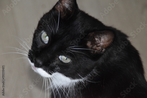 This is a black-white and cute house cat. photo