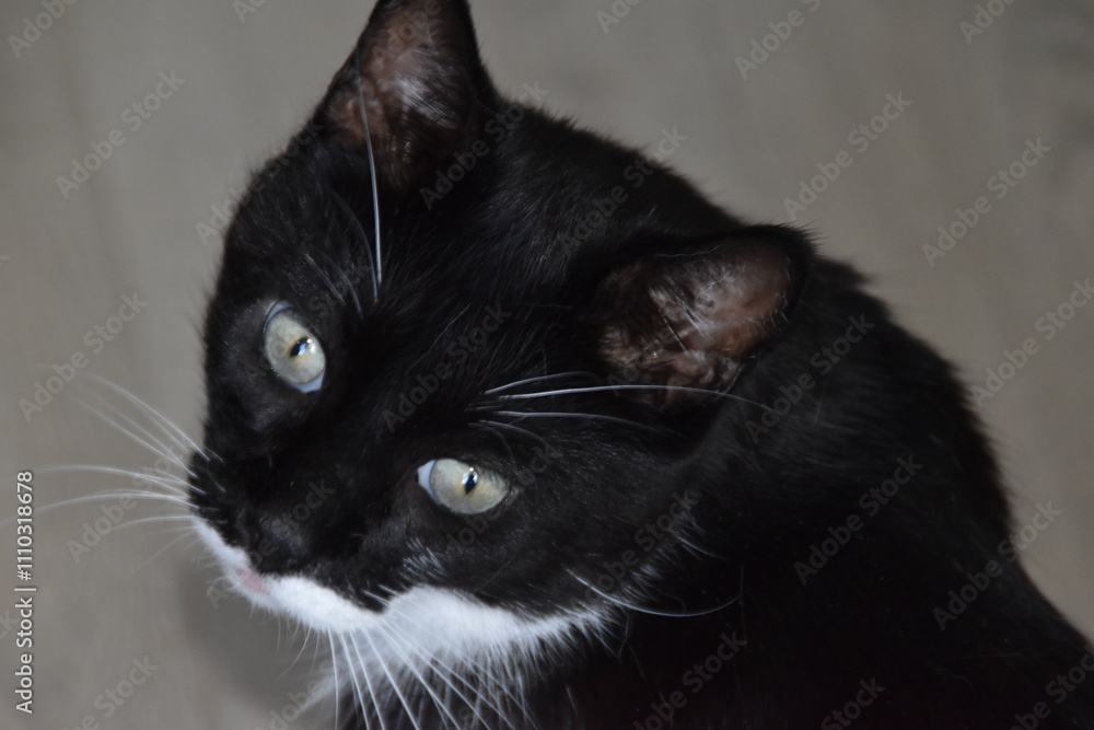 Obraz premium This is a black-white and cute house cat.