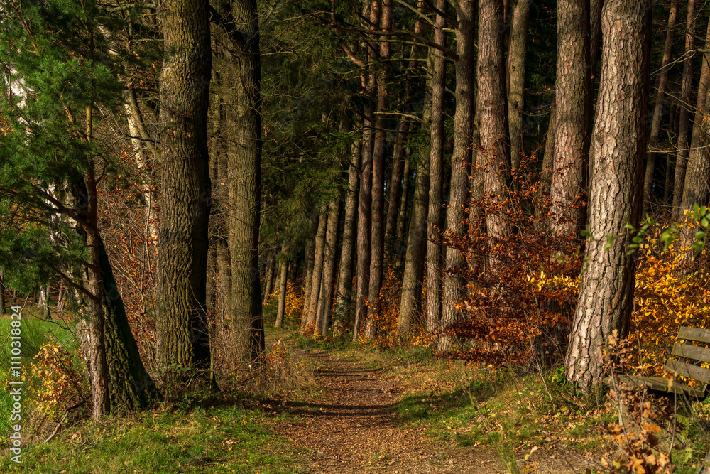 Bavarian Autumn Season Forest Hiking Trail Bavarian Autumn Season Forest Hiking Trail