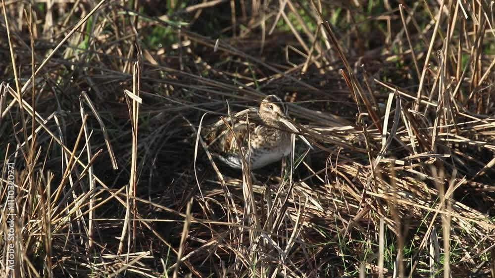 A Snipe, Gallinago gallinago, standing in the grass at the edge of water. A Snipe, Gallinago gallinago, standing in the grass at the edge of water.