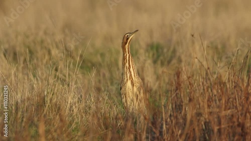 A rare hunting Bittern, Botaurus stellaris, standing at the edge of reeds by the side of a stream in the evening golden hour.