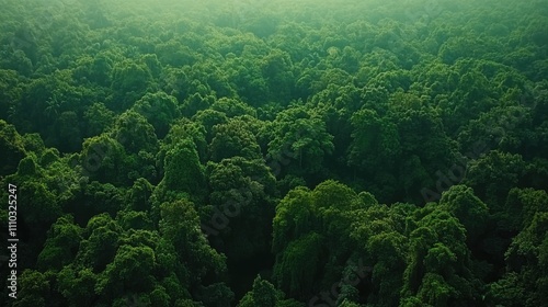 Dense forest canopy viewed from above during daytime in a tropical region, showcasing rich greenery and biodiversity
