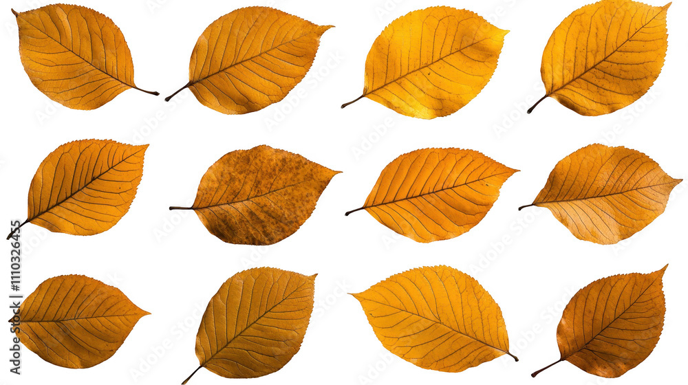 Obraz premium A collection of yellow leaves are shown in various sizes and orientations Transparent Background