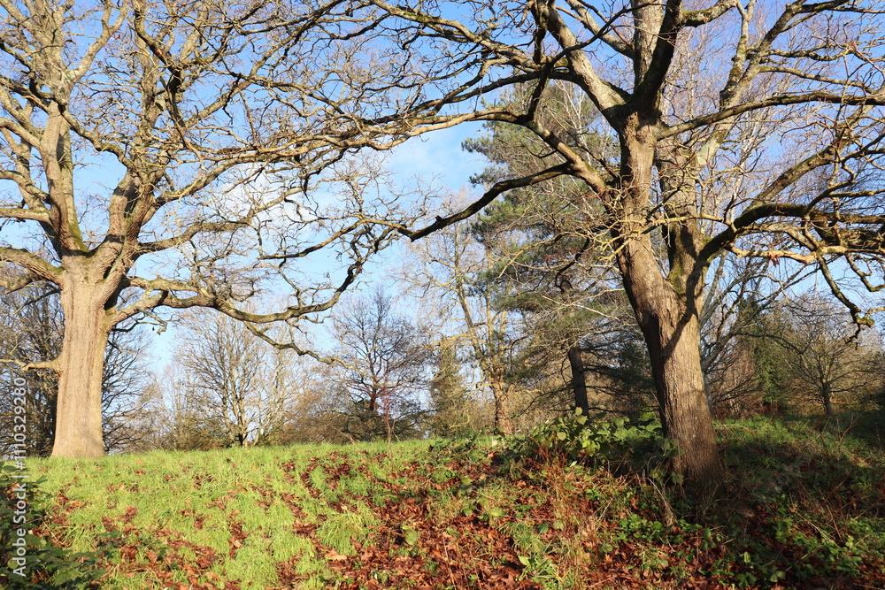 Rough Bark of a Majestic Tree in a Lush Park Setting Rough Bark of a Majestic Tree in a Lush Park Setting