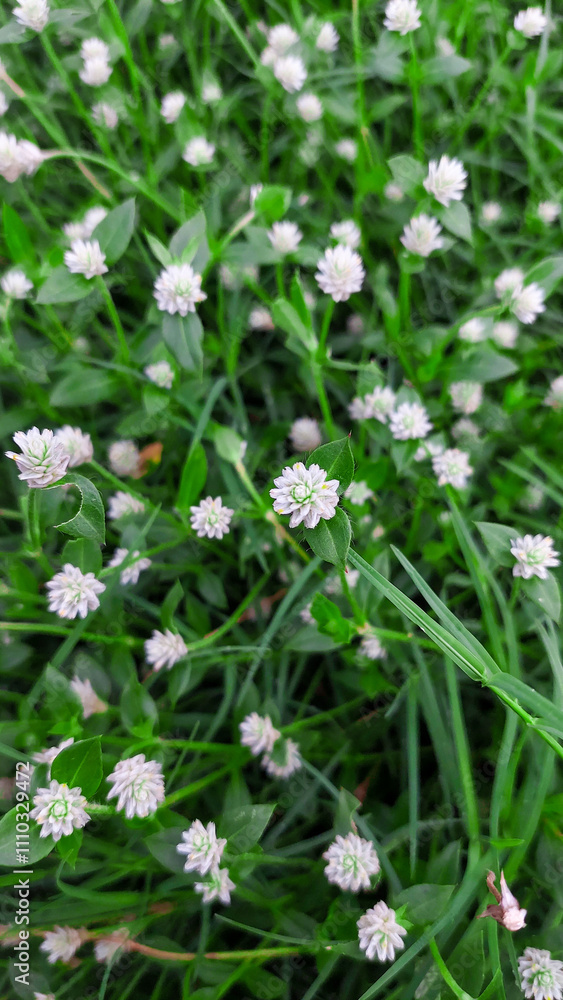 White kenop flowers (Gomphrena globosa) is a species of flowering plant in the genus Gomphrena; this plant is an annual herb, and is generally used as an ornamental plant and can be used as a tea White kenop flowers (Gomphrena globosa) is a species of flowering plant in the genus Gomphrena; this plant is an annual herb, and is generally used as an ornamental plant and can be used as a tea