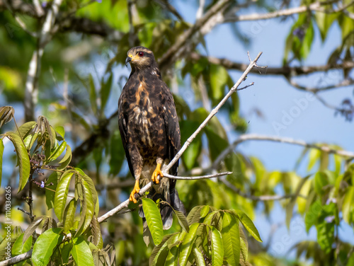 A snail kite (Rostrhamus sociabilis), photographed on the Rio Badajos. The snail kite is a bird of prey. photo