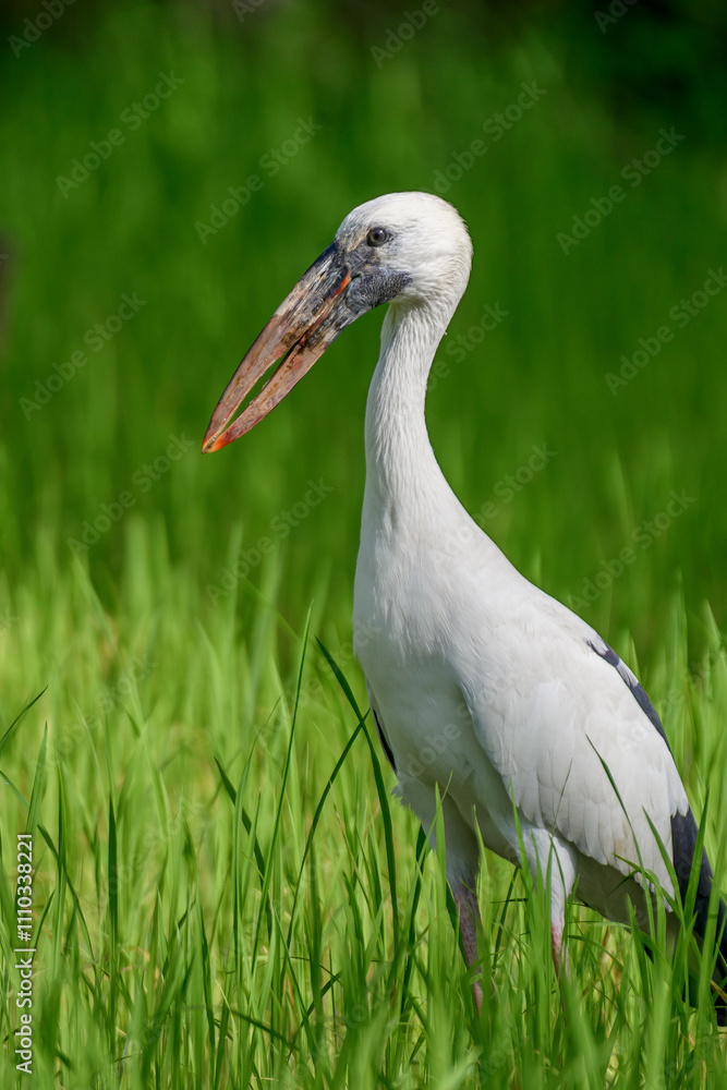 Fototapeta premium Beauty of birds 