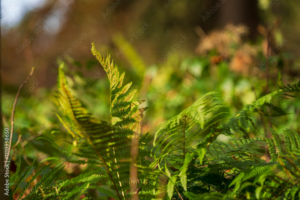 Fototapeta premium Bavarian green Fern in forest close up view