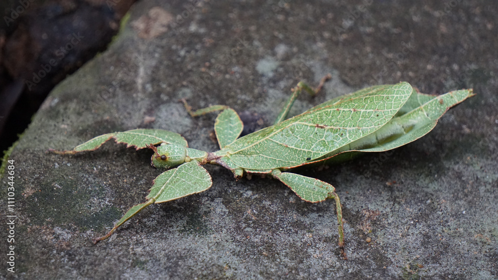 Katydids Green leaf camouflage insect Katydids Green leaf camouflage insect